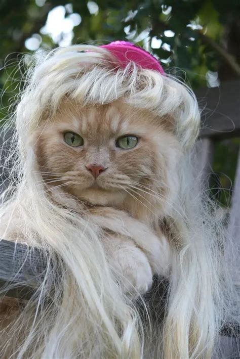 cats with wigs